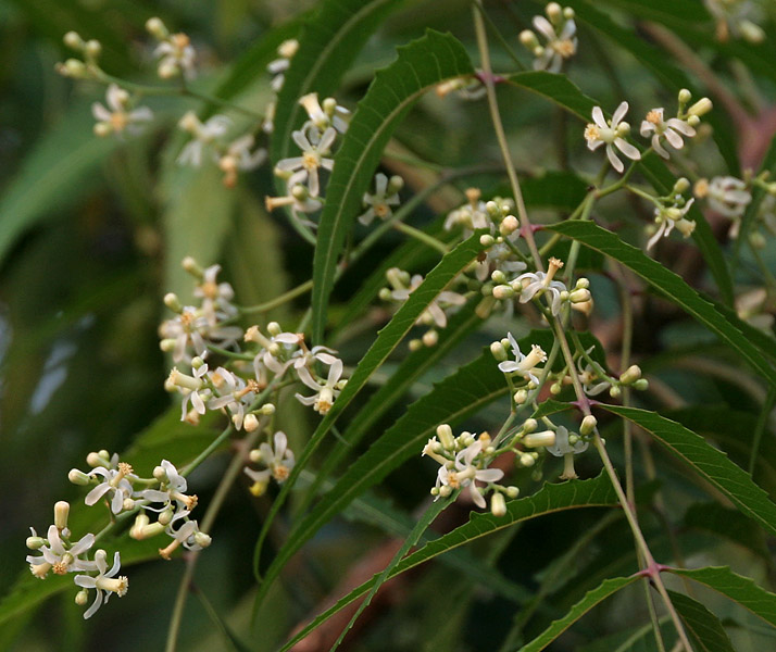 Neem-fa (Azadirachta indica) | KÖRnyezetvédelmi INFOrmáció