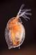 Daphnia magna reprodukciós teszt (OECD 211)
