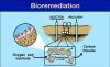 http://www.microscopesblog.com/2009/10/bioremediation.html