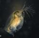 Daphnia sp