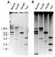 Southern blot