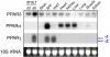 Northern blot