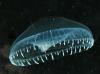 Alivibrio fischeri biolumineszcencia-gátlási teszt talajra
