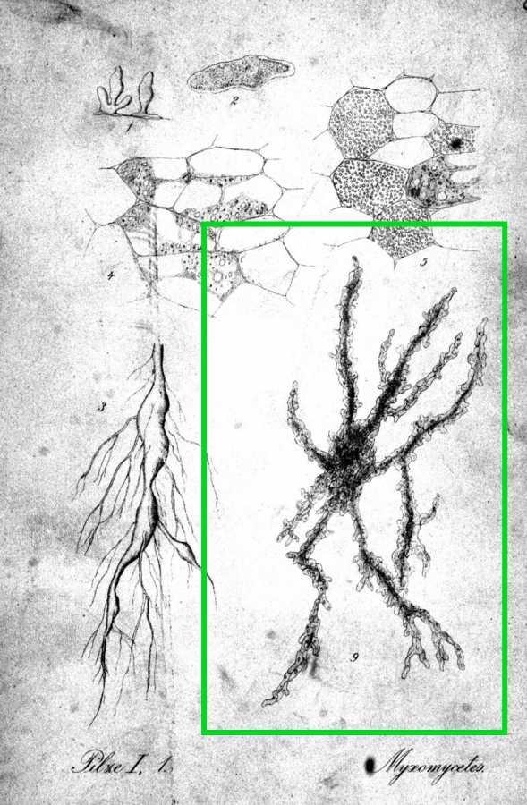 Dictyostelium discoideum
