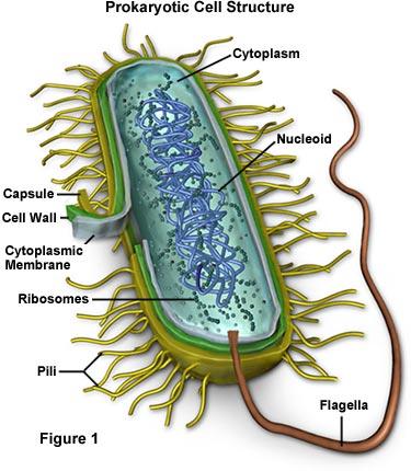 The stucture of the bacterial cell