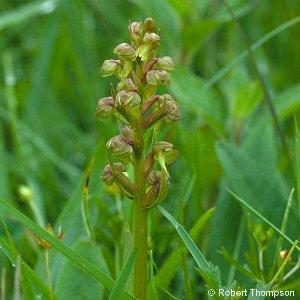Zöldike (Coeloglossum viride)