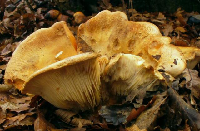 Gyökeres álpereszke, Leucopaxillus macrocephalus