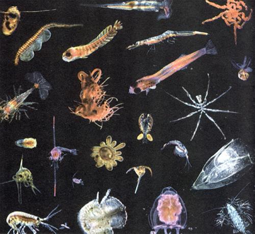 zooplankton