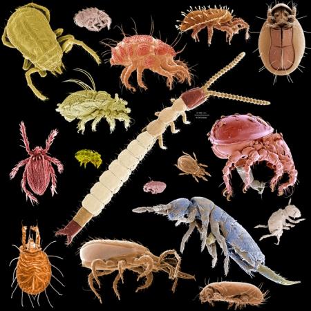 http://macromite.wordpress.com/2009/04/29/a-menagerie-of-microarthropods/