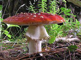 Amanita muscaria