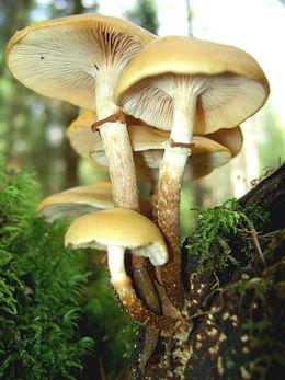 Kuehneromyces mutabilis