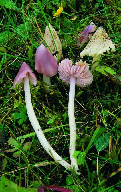 Rózsaszínű nedűgomba, Hygrocybe calyptriformis