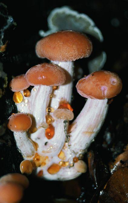 Tönkös kacskagomba, Rhodotus palmatus