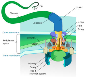 The structure of the bacterial flagellum