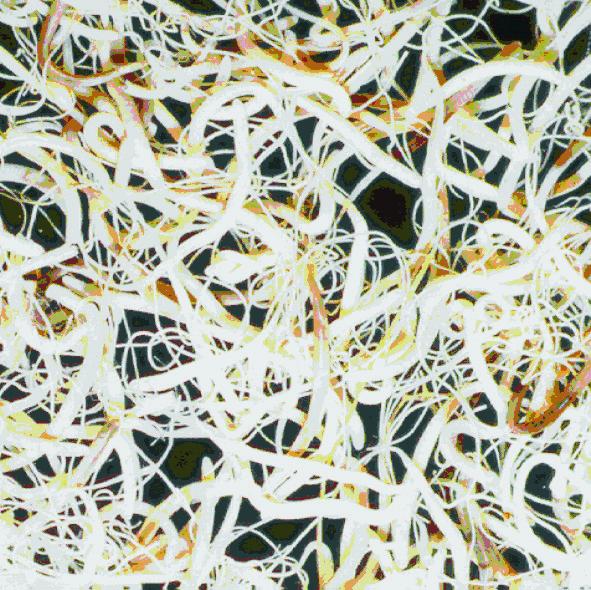 Nematoda