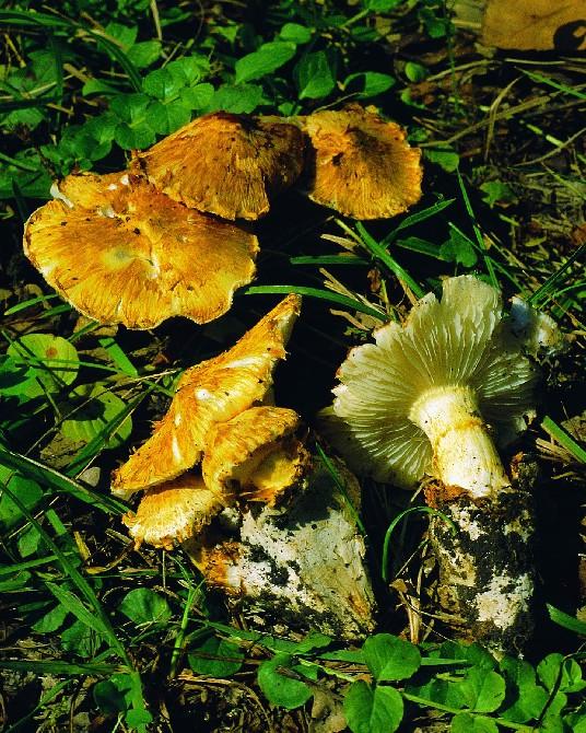 Sárga pikkelyesgalóca, Squamanita schreieri