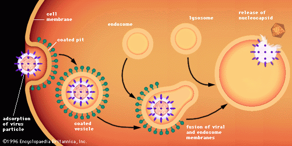 http://www.britannica.com/EBchecked/topic-art/630244/696/Schematic-structure-of-