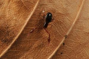 Neobisium fuscimanum