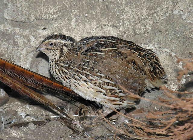 Fürj (Coturnix coturnix)
