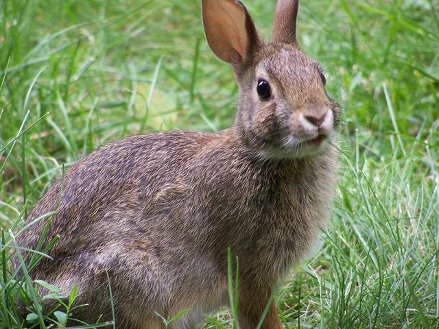 Rabbit