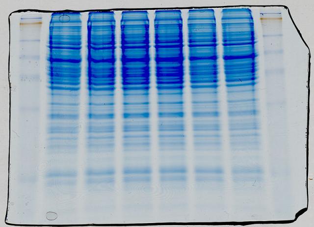 Western blot