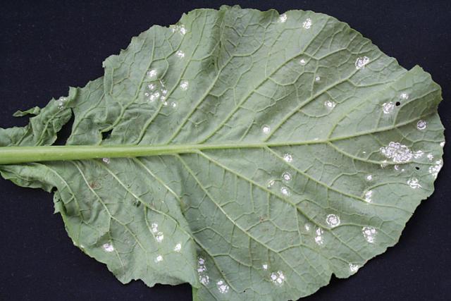 Albugo candida