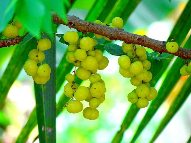 http://en.wikipedia.org/wiki/File:Indian_Gooseberry.JPG