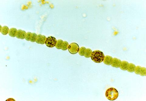 Anabaena solitaria