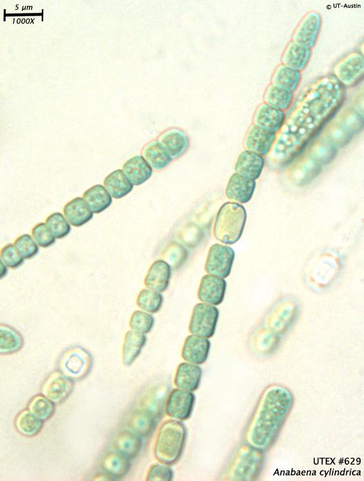 Anabaena sp.