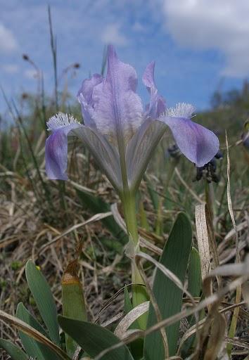 Apró nőszirom (Iris pumila)