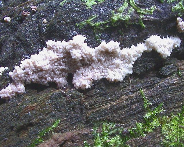 Arcyria stipata