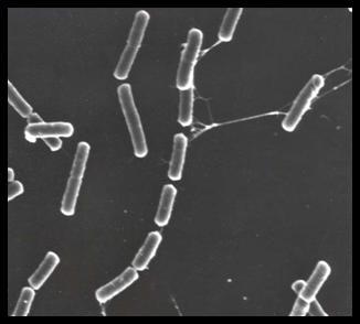 Bacillus cereus