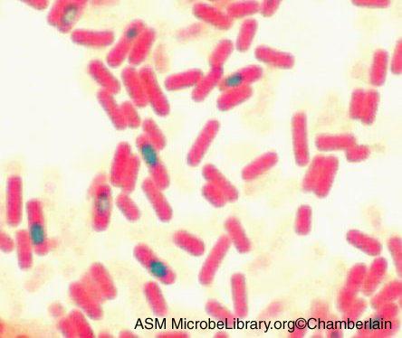 Bacillus subtilis