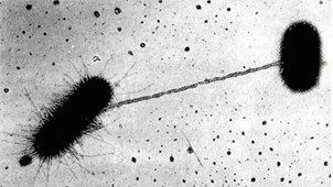 lateral gene transfer