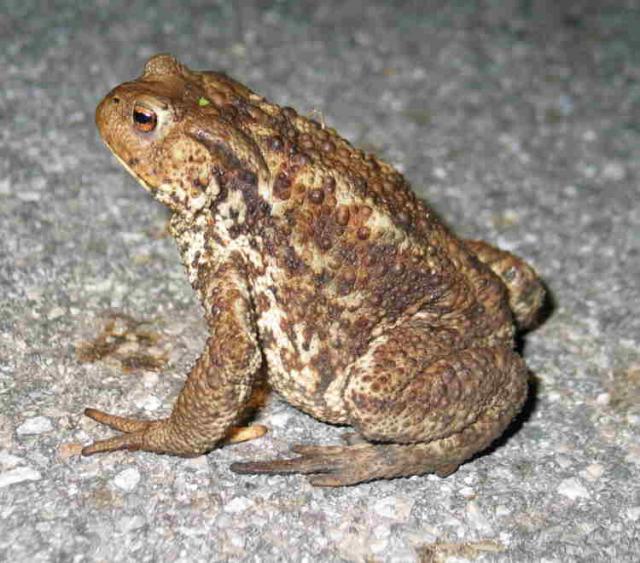 Barna varangy