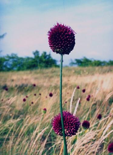 Bunkós hagyma (Allium sphaerocephalon)