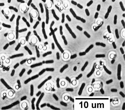 Chlorobium limicola