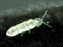 Collembola állatka