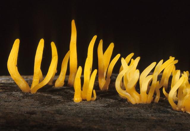 Calocera cornea (Árszerű enyves-korallgomba)