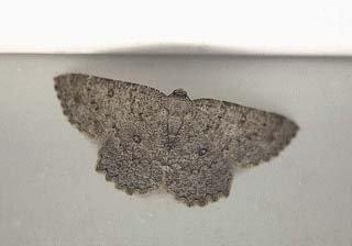 Charissa obscurata
