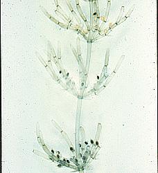 Charophyta-Chara oogonia