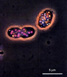 http://microgaia.blogspot.com/2009/11/micro-cazadores-segunda-parte.html