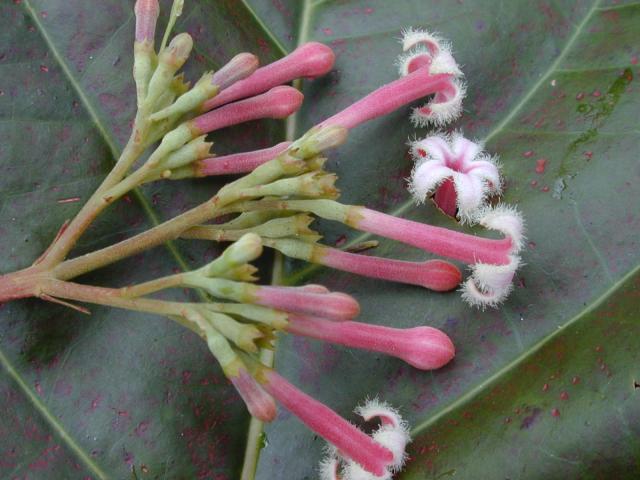 http://commons.wikimedia.org/wiki/File:Starr_020501-0057_Cinchona_pubescens.jpg 