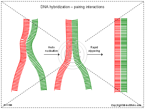 DNA hybridization
