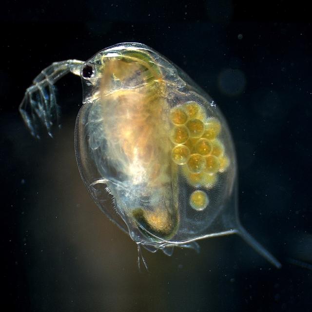 Daphnia magna (felnőtt nőstény)