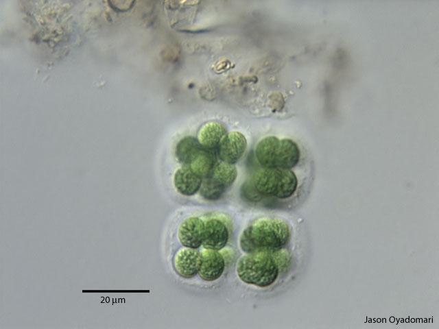 Eucapsis sp.