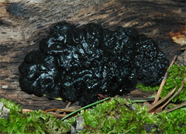 Kormos mirigygomba (Exidia glandulosa) - Boszorkányvaj