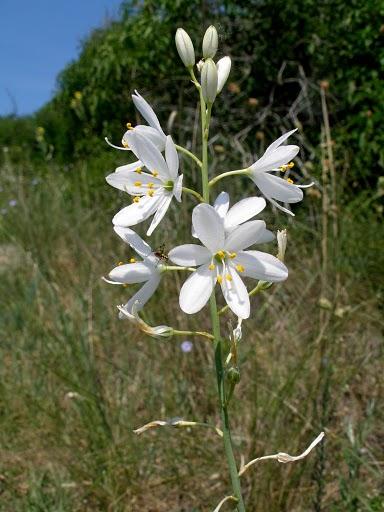 Fürtös homokliliom (Anthericum liliago)
