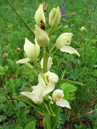 Fehér madársisak (Cephalanthera damasonium)