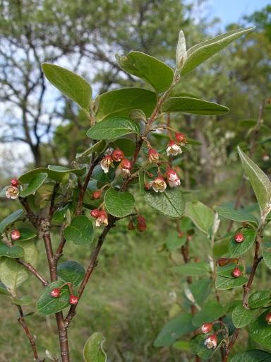 Fekete madárbirs (Cotoneaster niger)